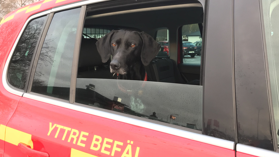 Hund i räddningstjänstbil