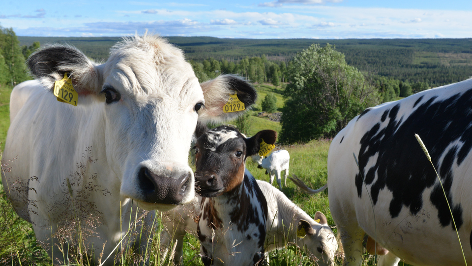 Ko med kalv i Tännes